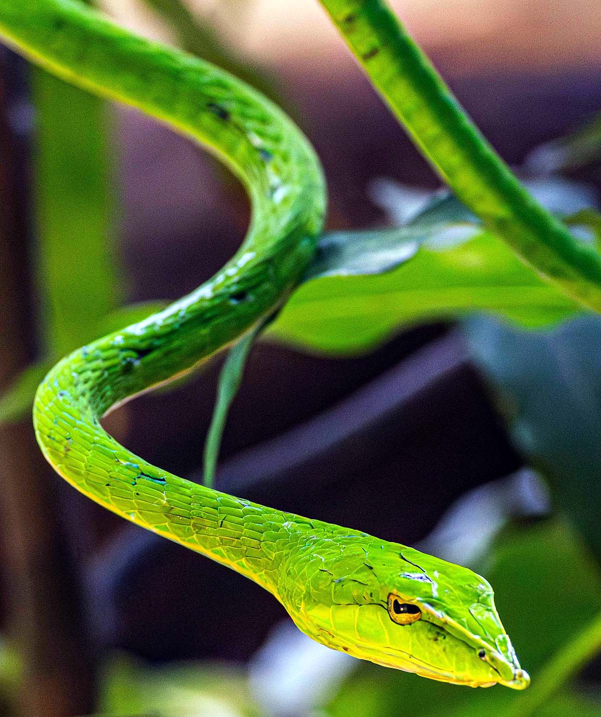 Green Vine Snake