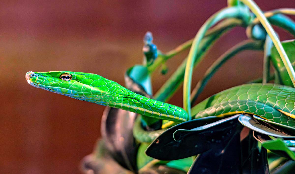 Green Vine Snake