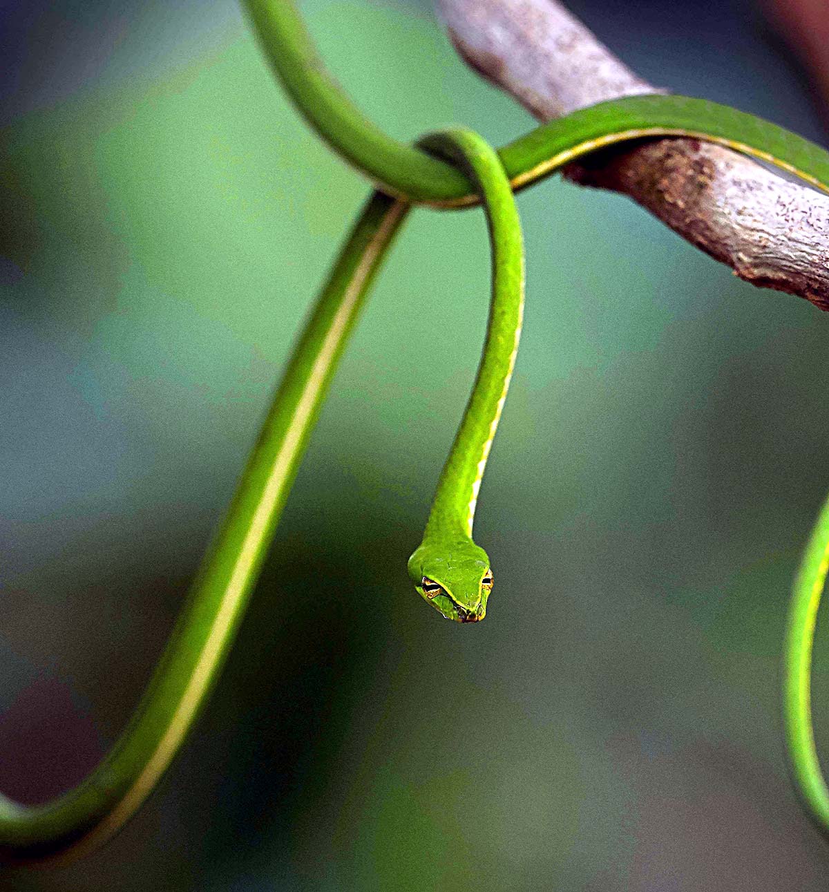 Green Vine Snake