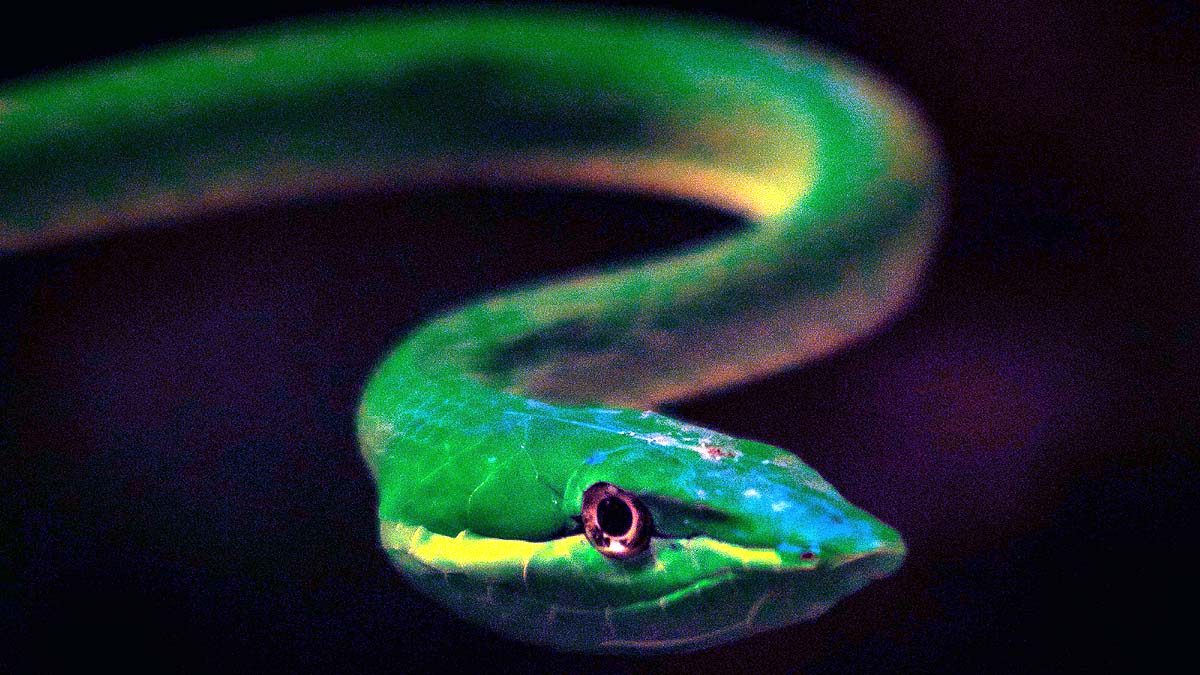 Green Vine Snake