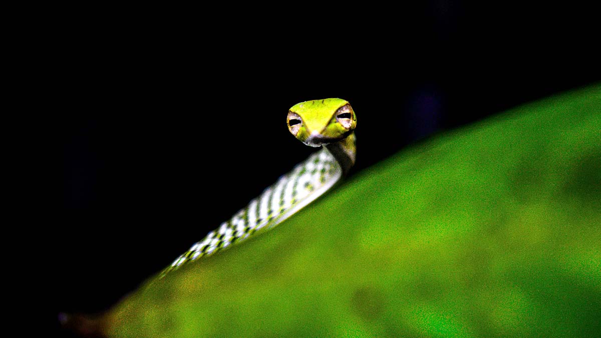 Green Vine Snake
