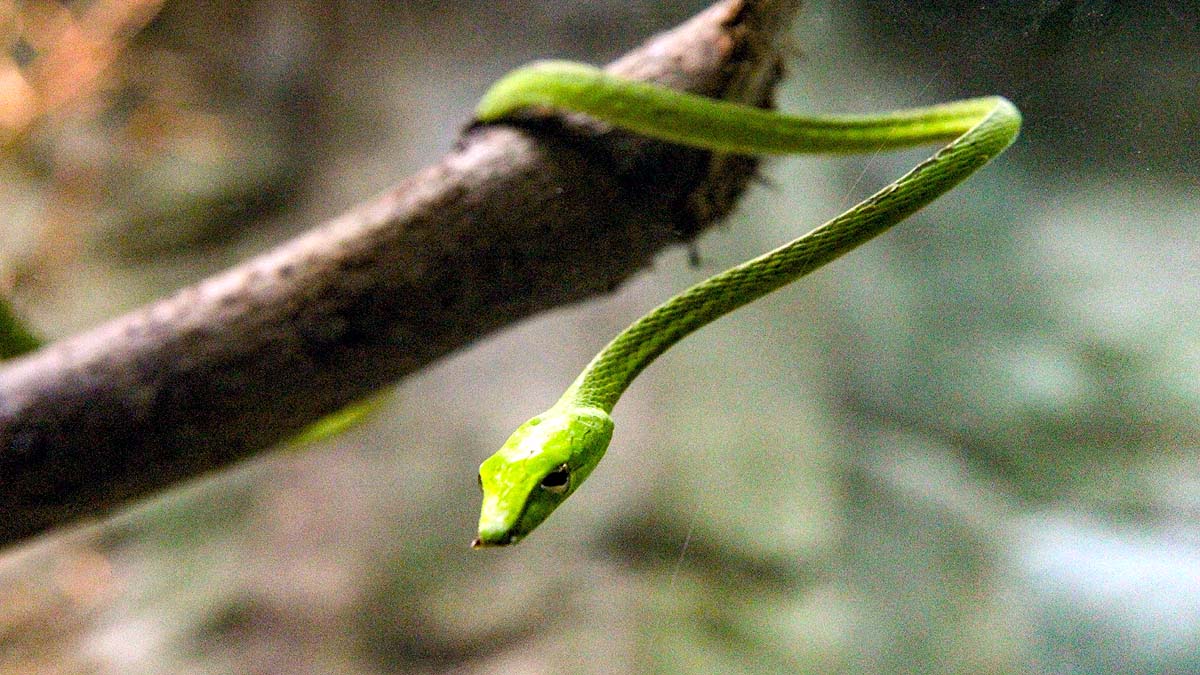 Green Vine Snake
