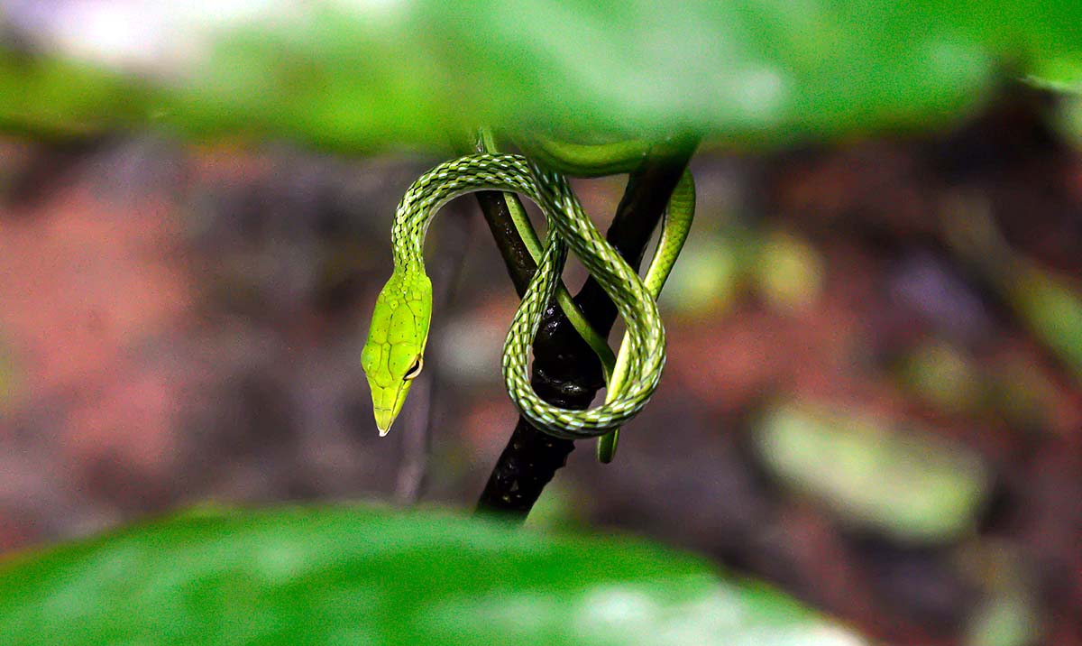 Green Vine Snake