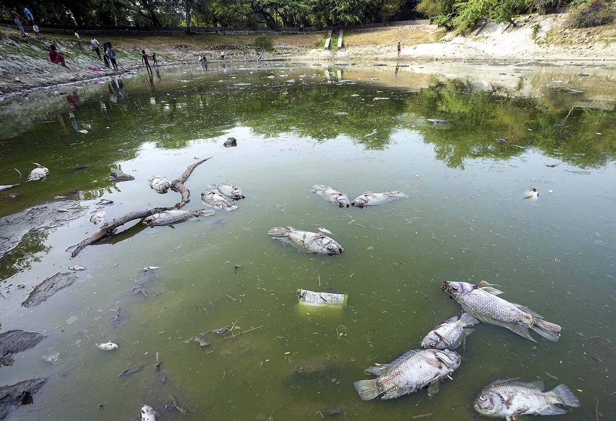 Dead Fish Sanjay Lake