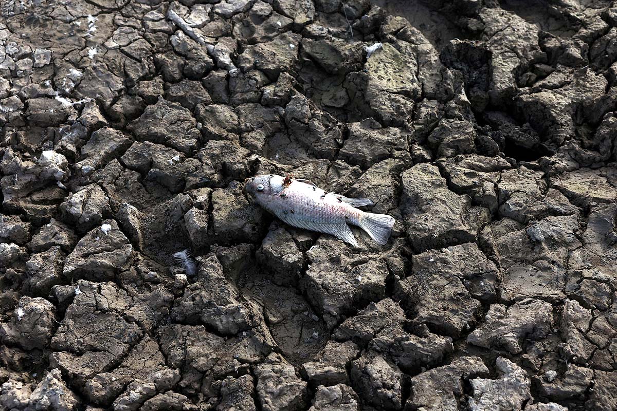 Dead Fish Sanjay Lake