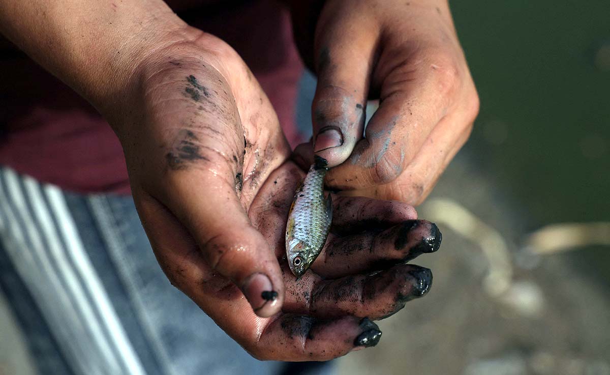 Dead Fish Sanjay Lake