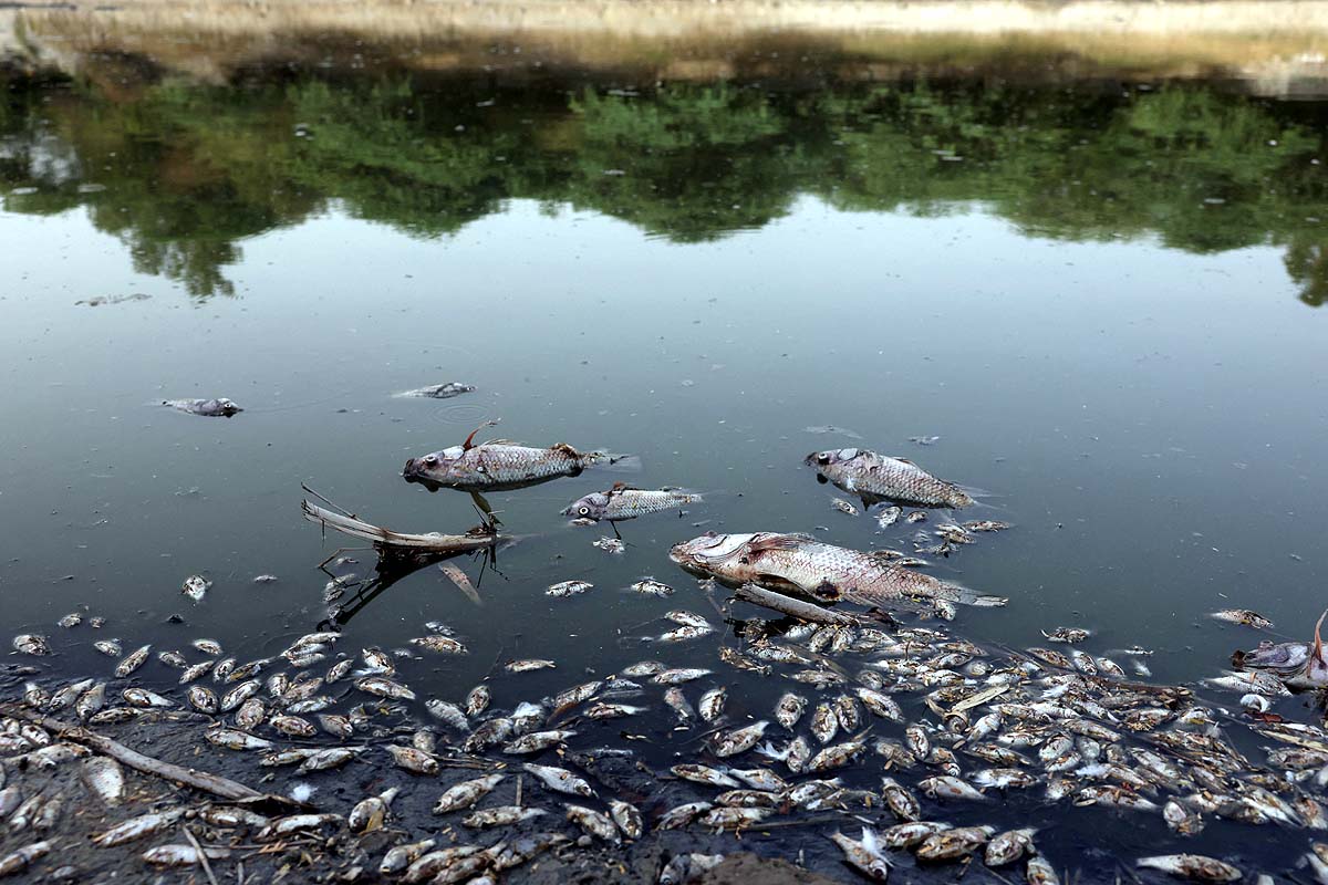 Dead Fish Sanjay Lake