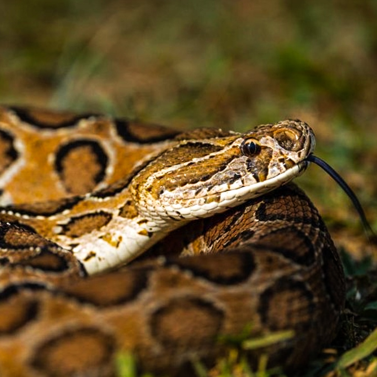Russell's Viper