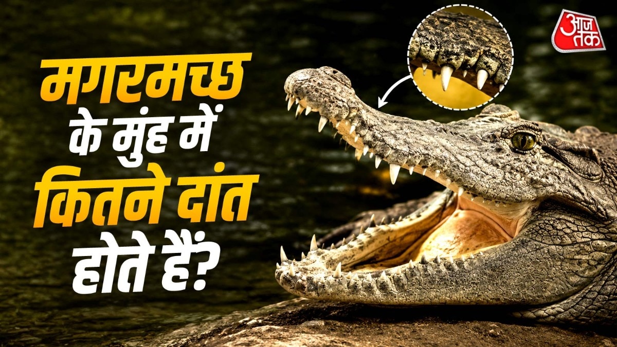  एक मगरमच्छ अपनी जिंदगी में 2,000 से 3,000 दांत खो सकता है. ( Photo: Pexels)
