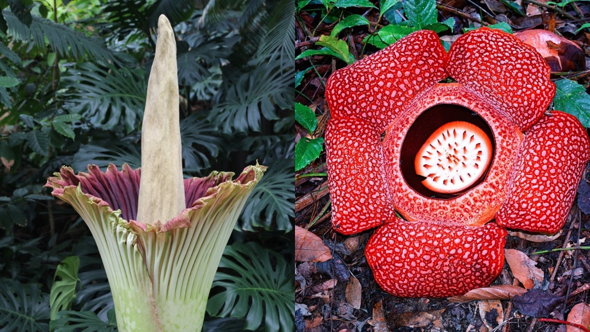 Corpse Flower, Titan Arum, Rafflesia, Ghost Orchid,