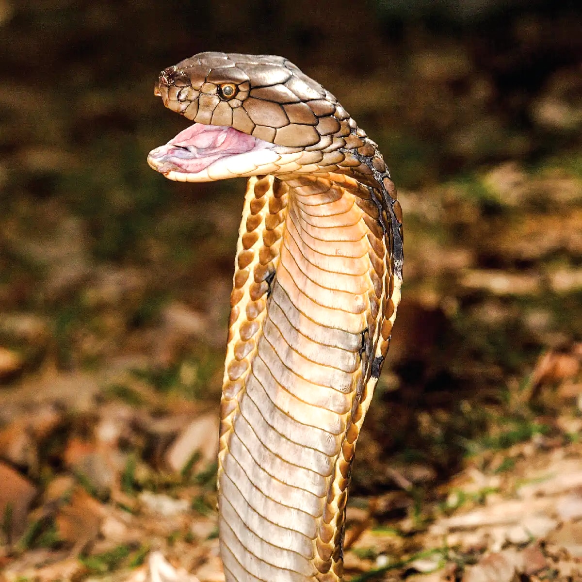 Spectacled Cobra