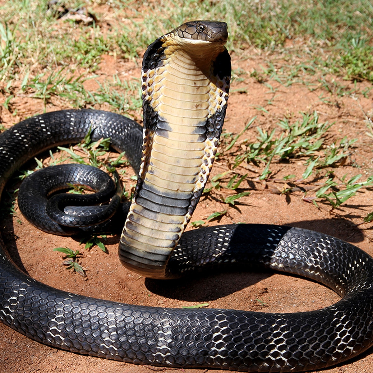 snake