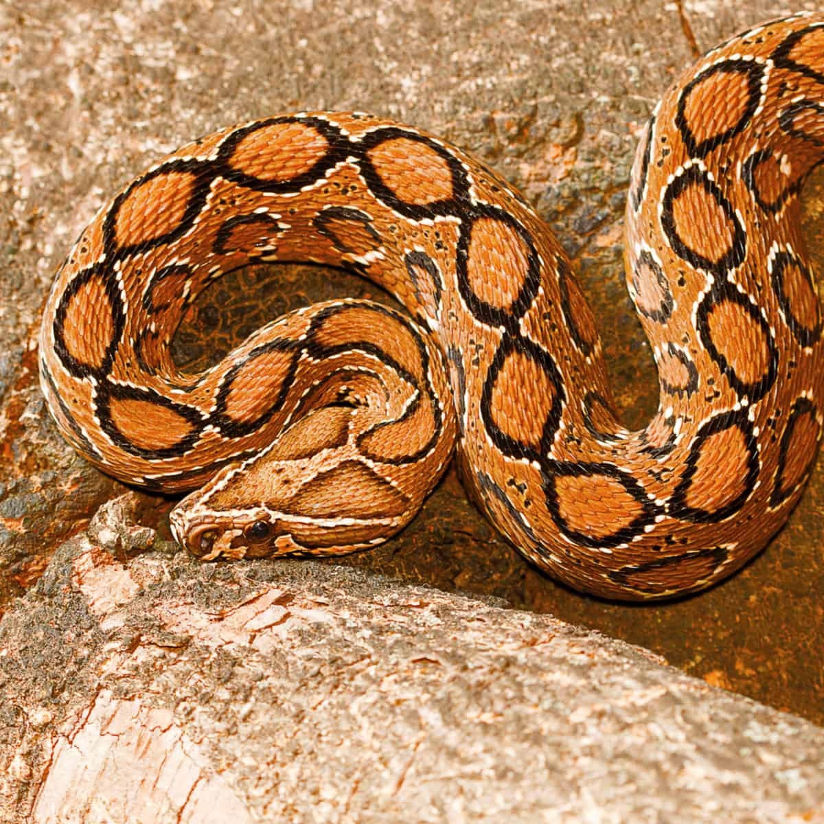 snake