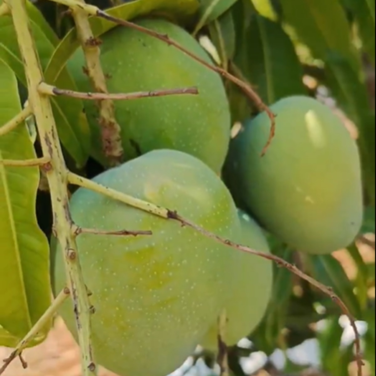 पेड़ों पर लदे कच्चे आम