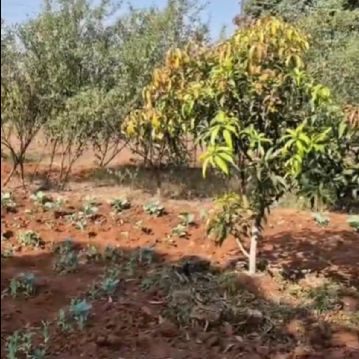 सुनील लहरी