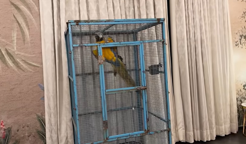  त्रिशला चतुर्वेदी 