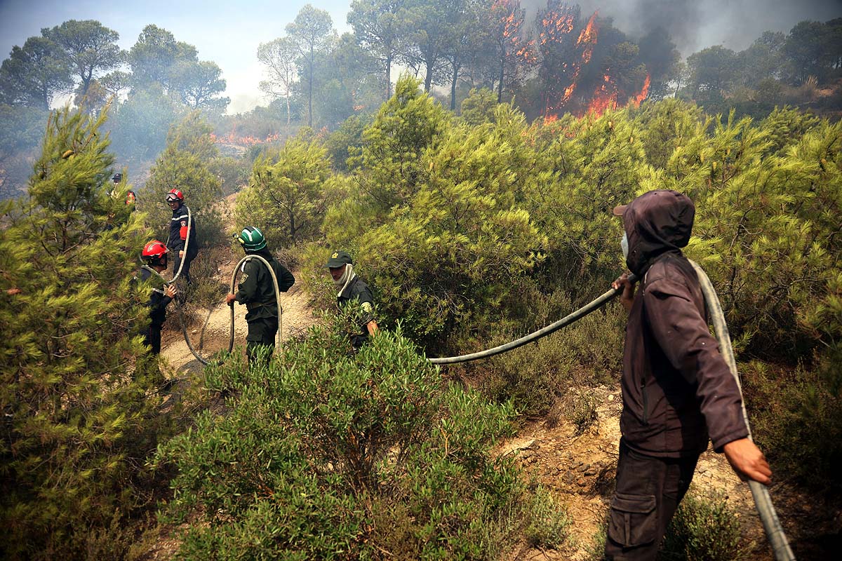 Algeria Wildfire