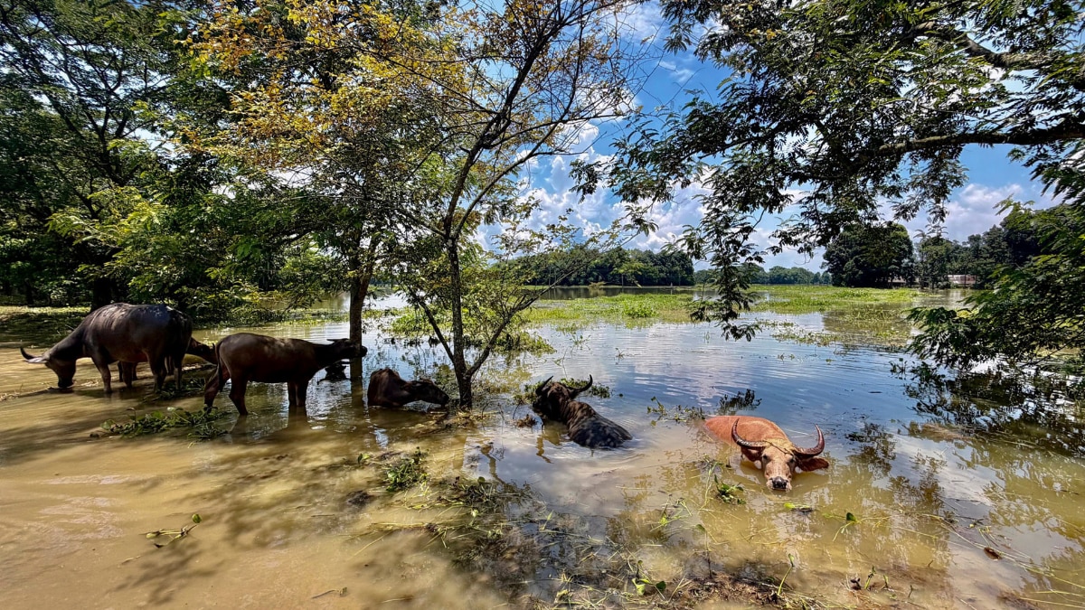 assam flood photos