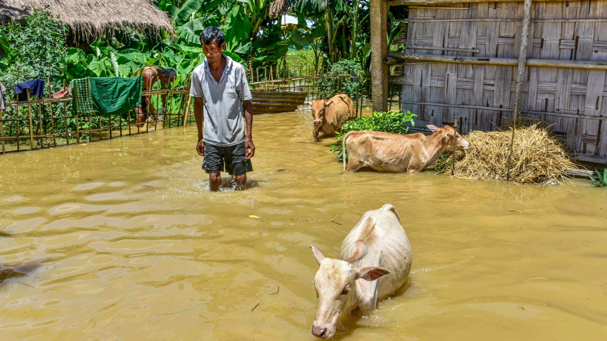 assam flood photos
