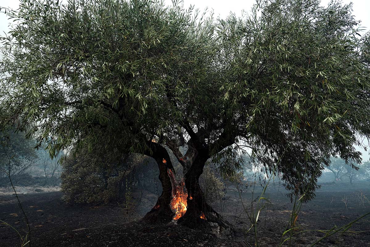 France Spain Wildfire