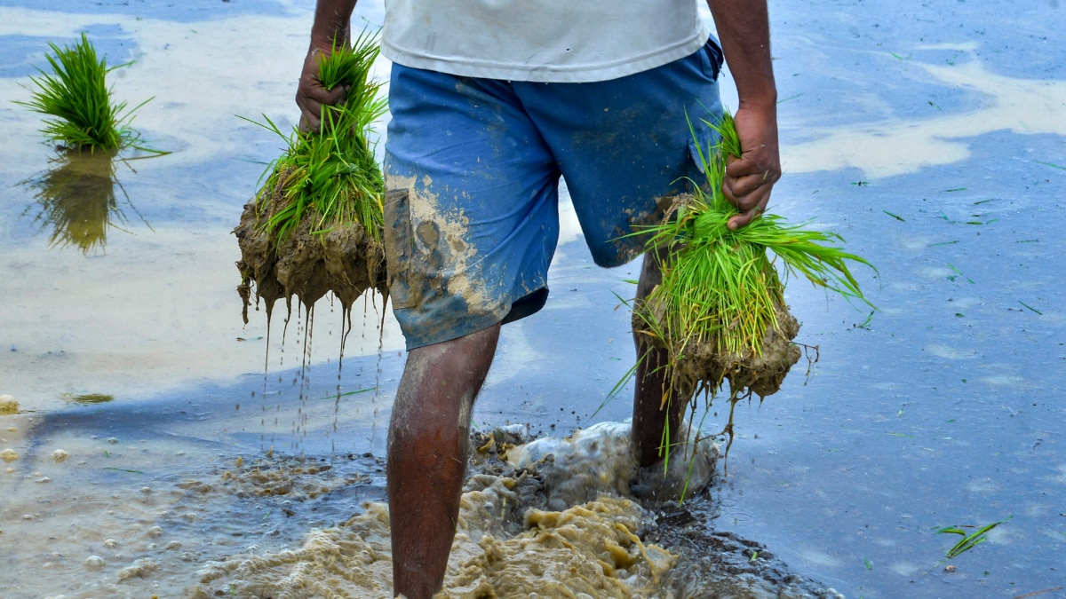 monsoon india news