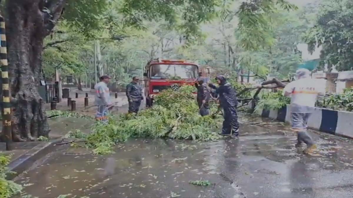 Tree fall on road due to heavy rainfall