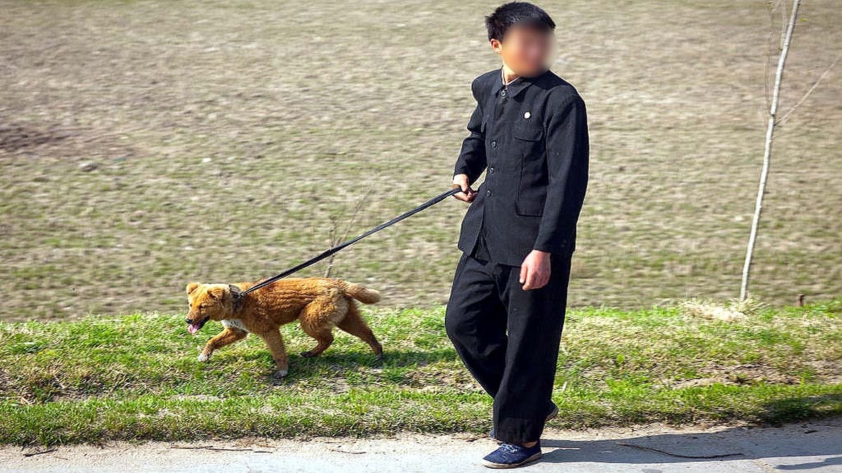 north korea dog soup heat