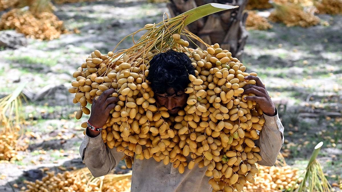 पाकिस्तान में अल-नीनो का कहर: भीषण गर्मी के बीच खजूर की तुड़ाई में जुटे मजदूर