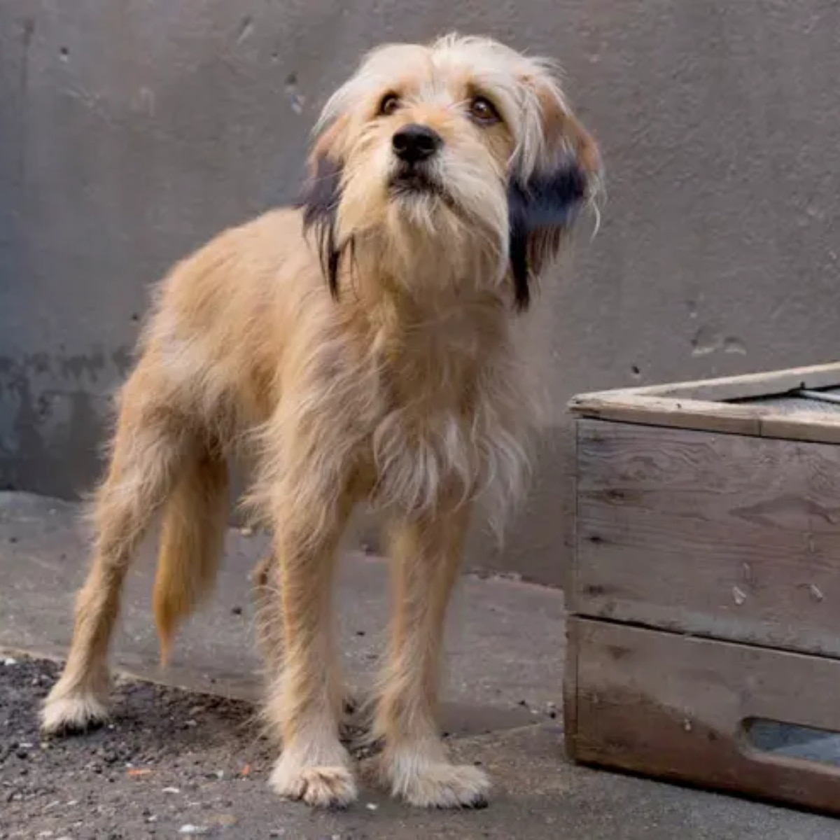 best dog movies