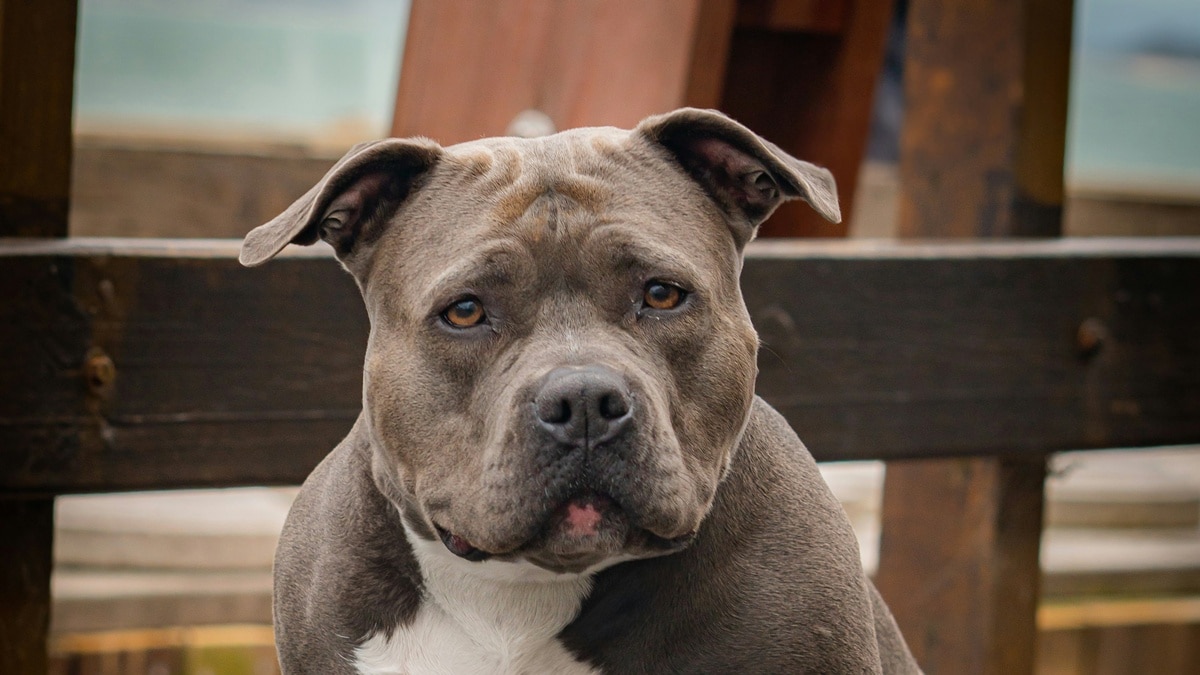 Dog 