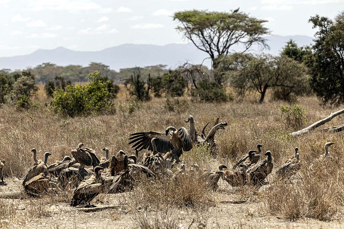Kenya Elephant Deaths