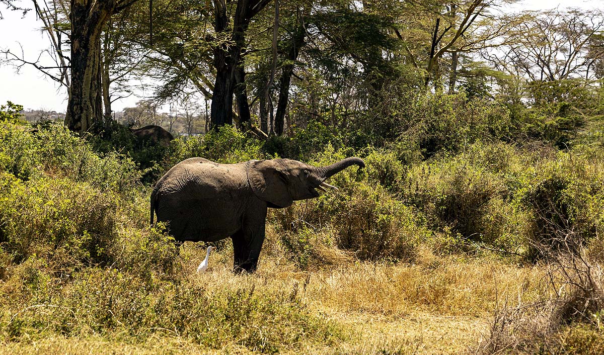 Kenya Elephant Deaths