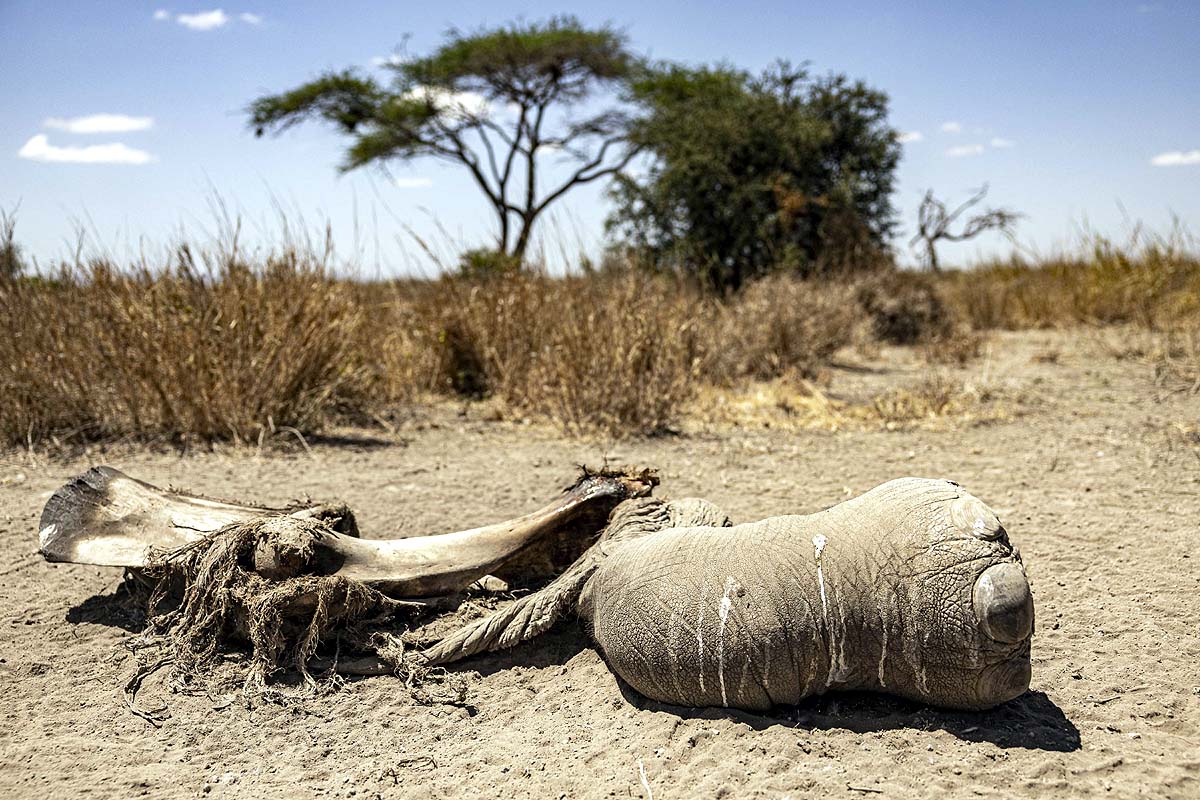 Kenya Elephant Deaths
