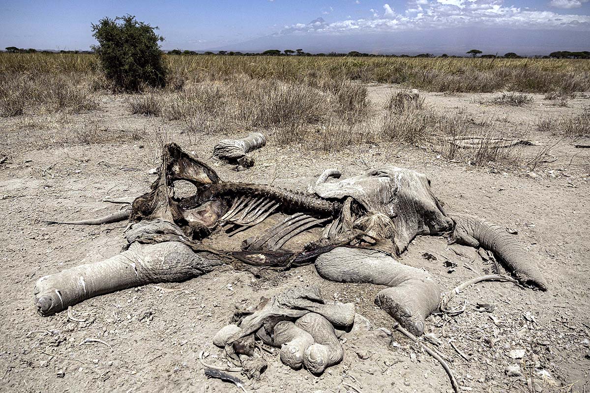 Kenya Elephant Deaths