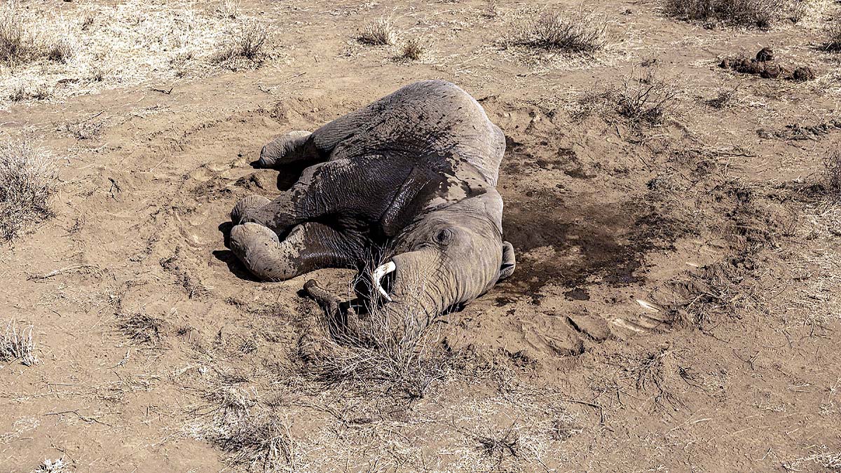 Kenya Elephant Deaths