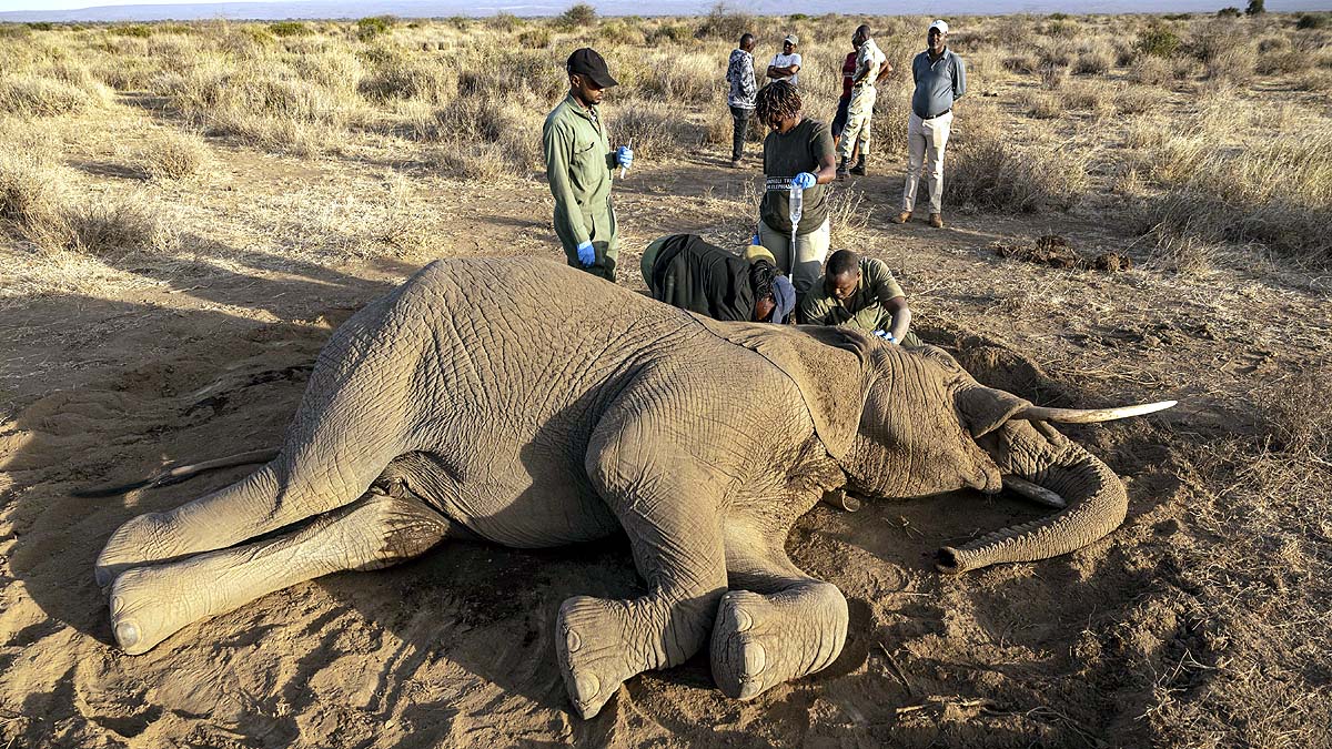 Kenya Elephant Deaths