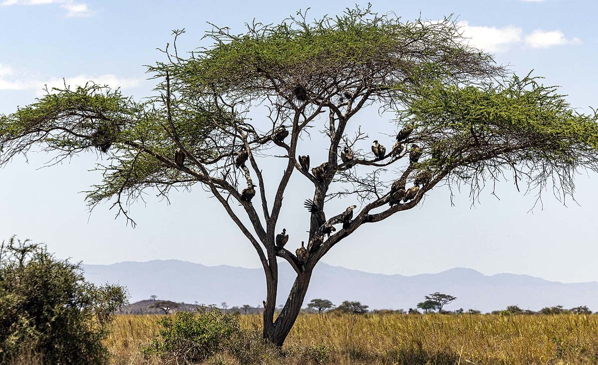 Kenya Elephant Deaths