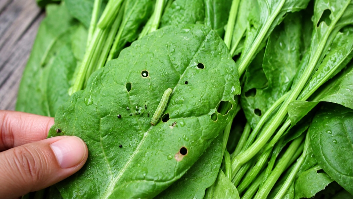 palak