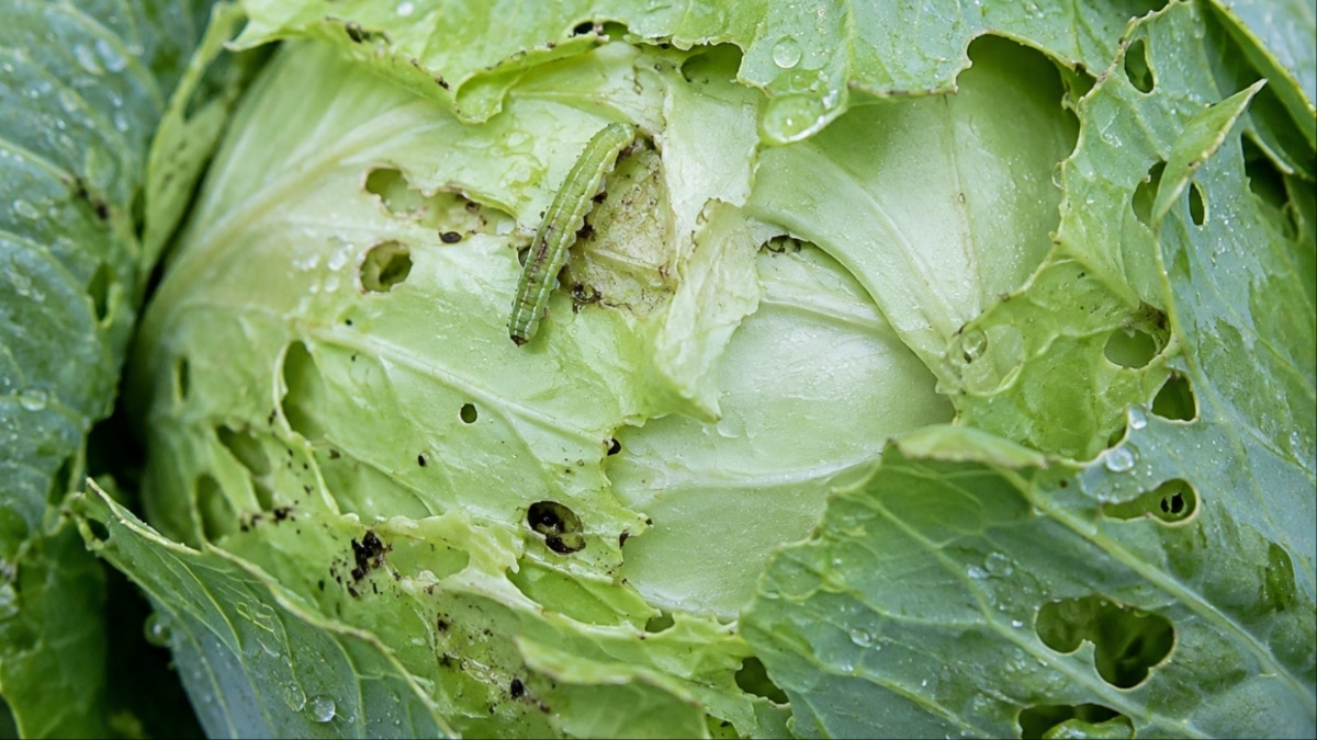 cabbage
