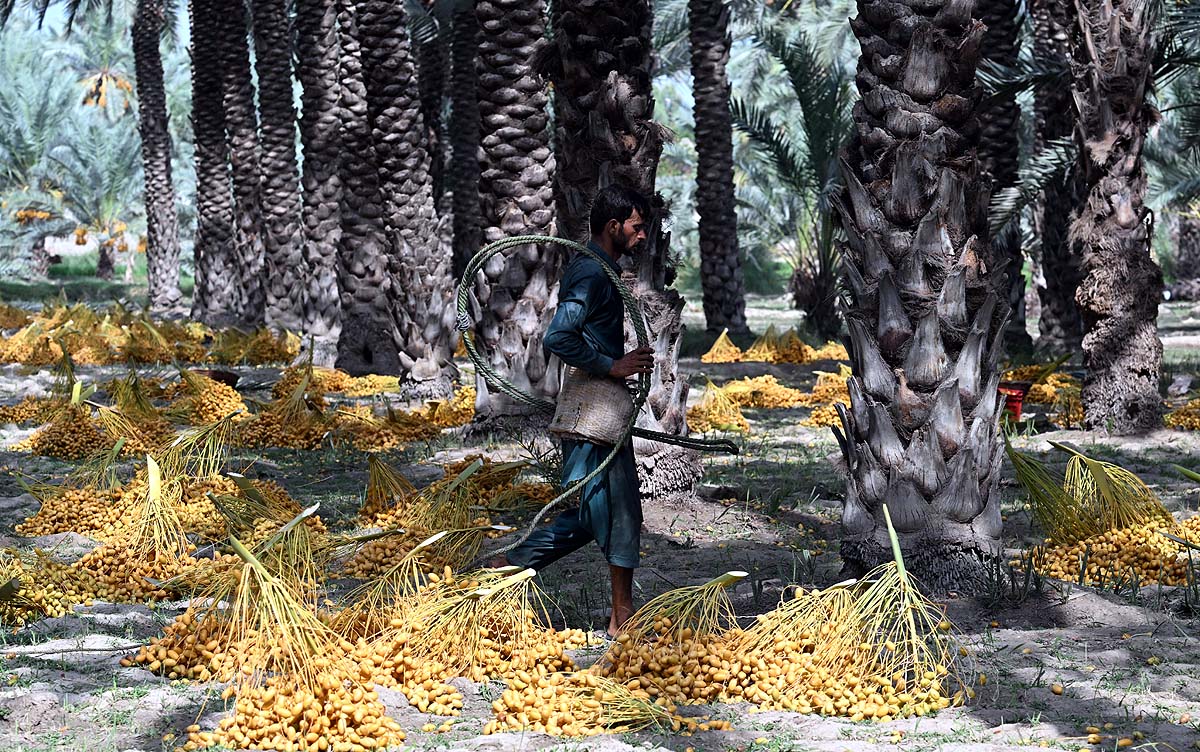 Pakistan Date Workers