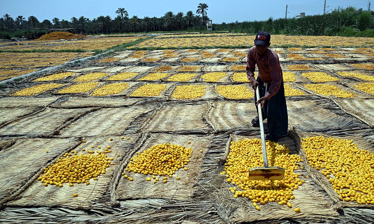 Pakistan Date Workers