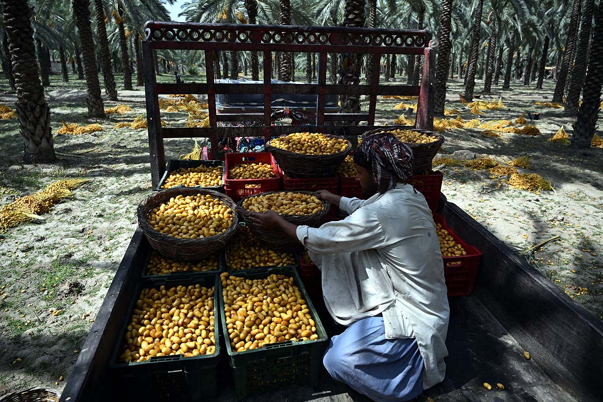 Pakistan Date Workers