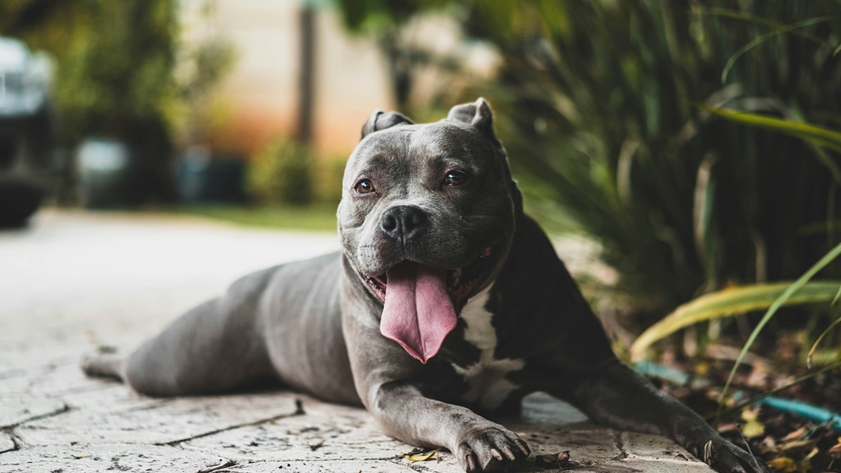 Dog pitbull