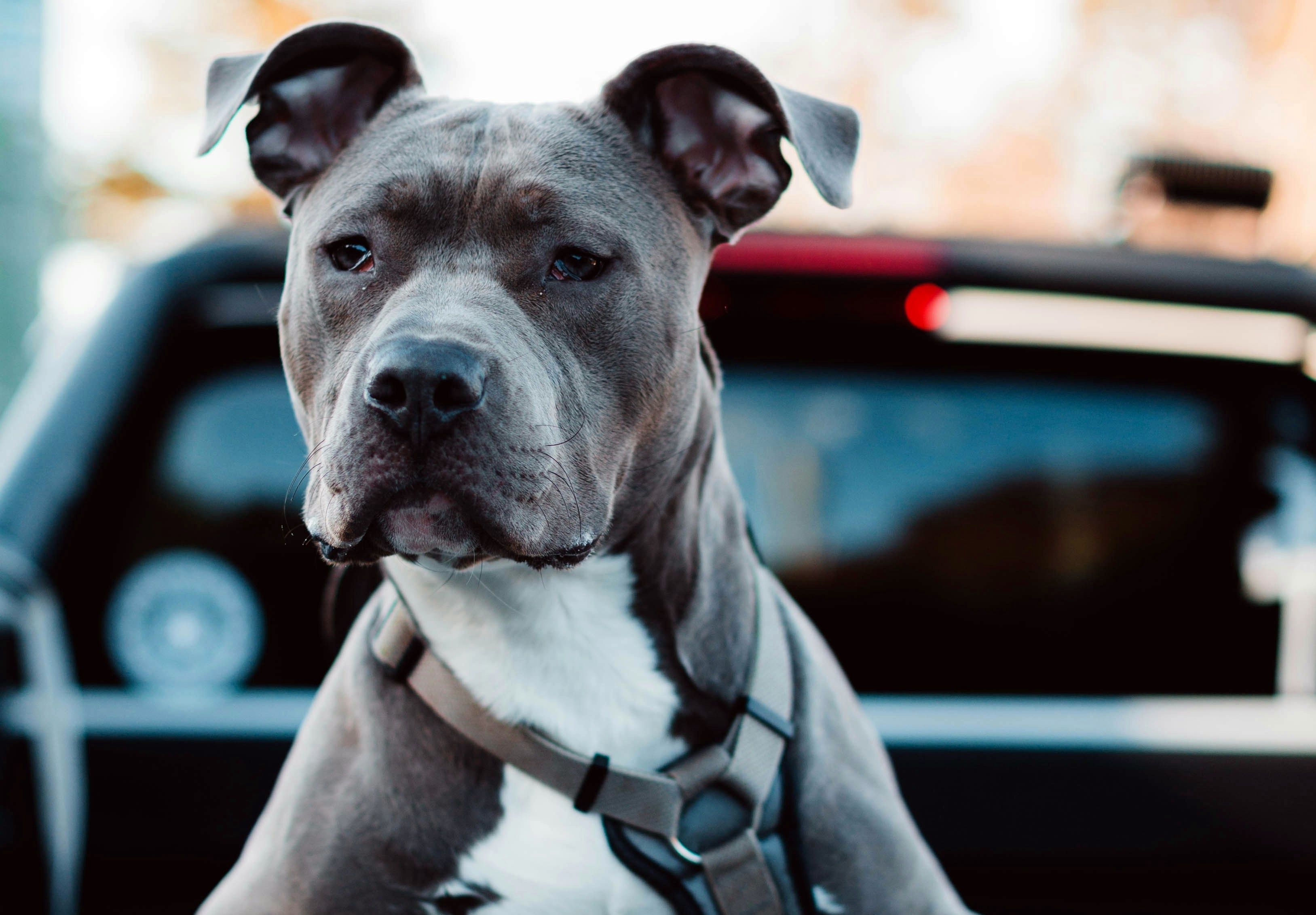 Pitbull