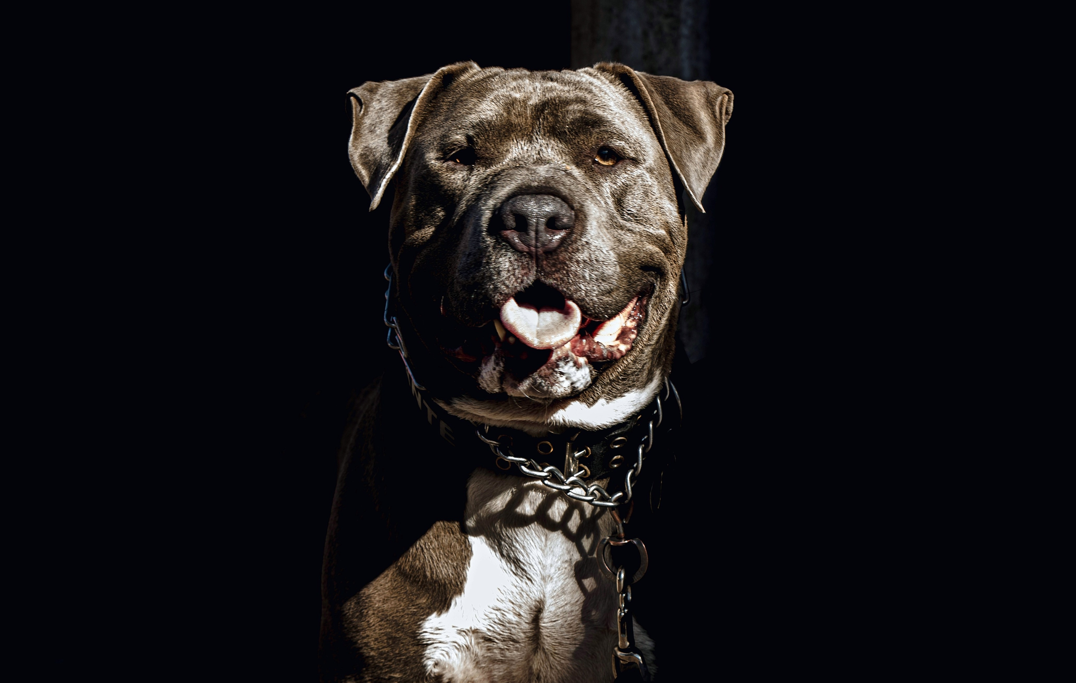 Dog pitbull Electric shock gun 