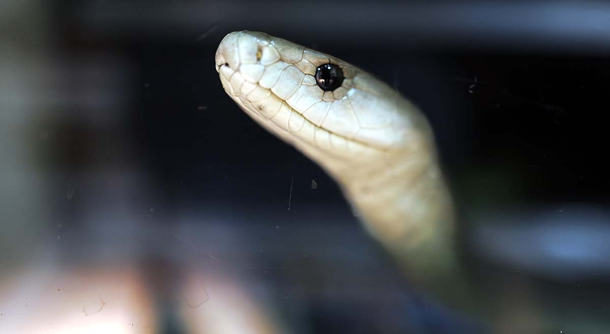 snake myth vs truth