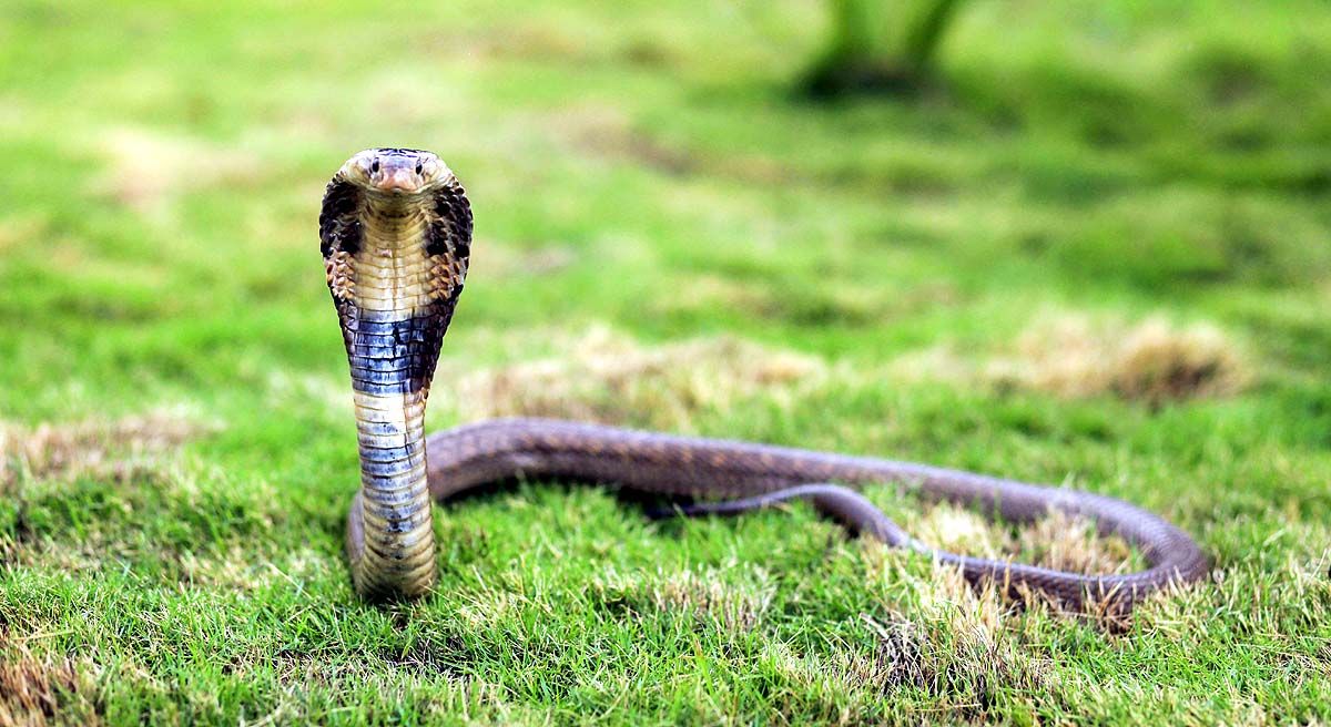 snake myth vs truth