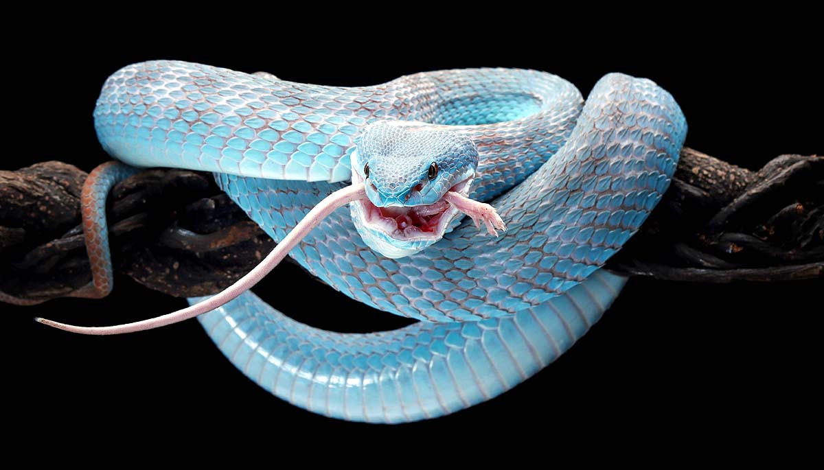snake myth vs truth