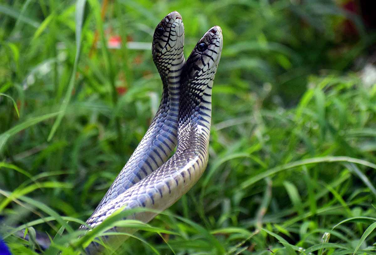 snake myth vs truth