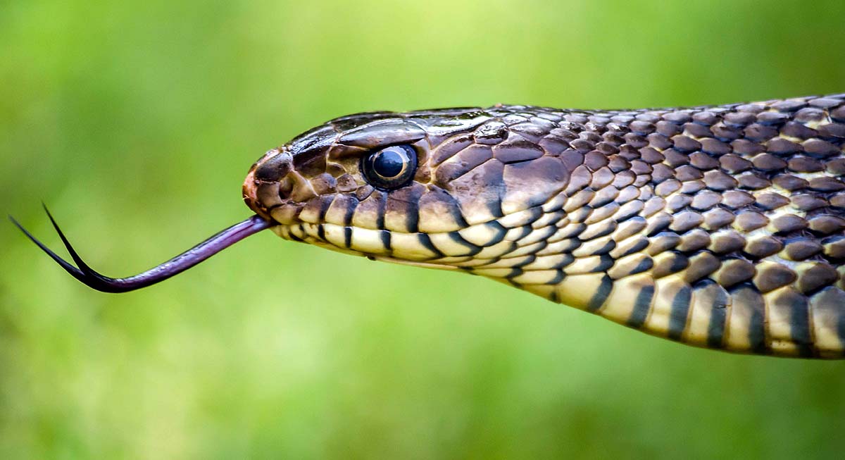 snake myth vs truth